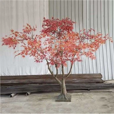 Лажно јесење дрво јапанског црвеног јавора на отвореном